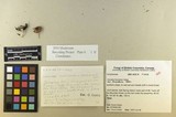 Inocybe fuscidula image