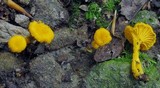 Cantharellus minor image