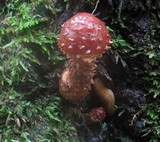 Hemistropharia albocrenulata image