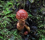 Hemistropharia albocrenulata image