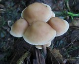 Gymnopus confluens image
