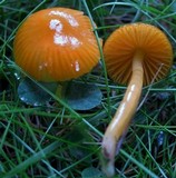 Hygrocybe psittacina var. perplexa image