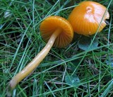 Hygrocybe psittacina var. perplexa image