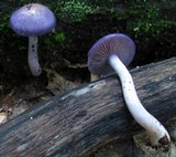 Cortinarius iodes image