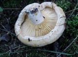 Lactarius psammicola f. glaber image