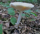 Amanita velatipes image