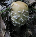 Amanita velatipes image