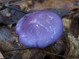 Cortinarius iodes image