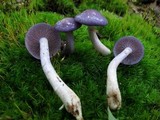 Cortinarius iodes image