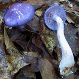 Cortinarius iodes image