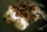 Elaphocordyceps subsessilis image