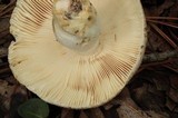Russula crustosa image
