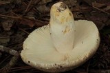 Russula crustosa image