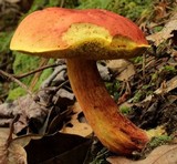 Boletus miniato-pallescens image