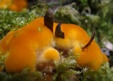 Pycnoporellus fulgens image