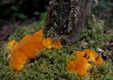 Pycnoporellus fulgens image