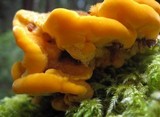 Pycnoporellus fulgens image