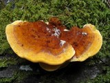 Pycnoporellus fulgens image