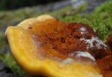 Pycnoporellus fulgens image