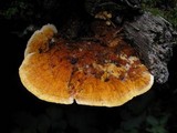 Pycnoporellus fulgens image