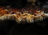 Pycnoporellus fulgens image