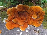 Pycnoporellus fulgens image