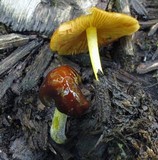 Bolbitius callistus image