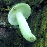Russula aeruginea image