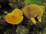 Lactarius peckii image