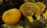Lactarius peckii image