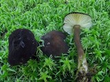 Lactarius lignyotus image
