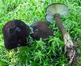 Lactarius lignyotus image