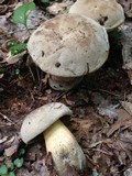Caloboletus firmus image