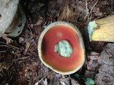 Caloboletus firmus image