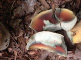 Caloboletus firmus image