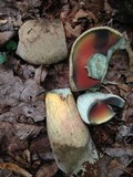 Caloboletus firmus image