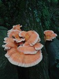 Laetiporus cincinnatus image