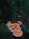 Laetiporus cincinnatus image