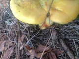 Boletus pseudosulphureus image