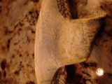Boletus pseudosulphureus image