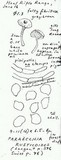 Entoloma rusticoides image