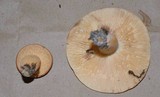Lactarius volemus image