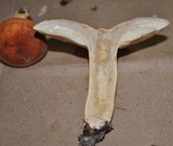 Lactarius volemus image