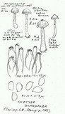 Inocybe ochroalba image