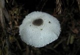 Leucocoprinus brebissonii image
