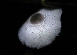 Leucocoprinus brebissonii image