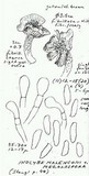 Inocybe malenconii image