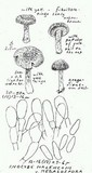 Inocybe malenconii image