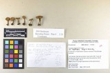 Inocybe malenconii image