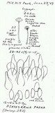Psathyrella prona image